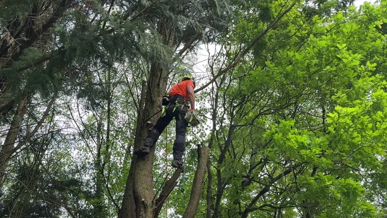 Best Fruit Tree Pruning  in USA